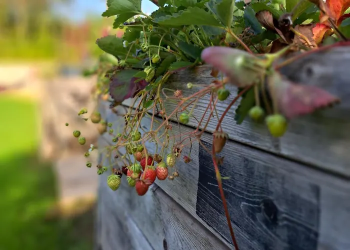 Drie Holiday home Beutenaken